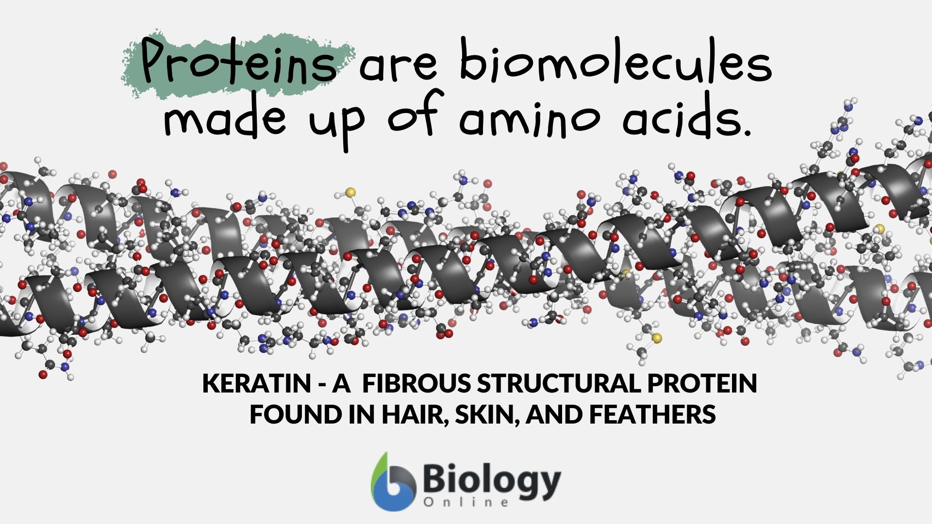 Protein Definition and Examples Biology Online Dictionary