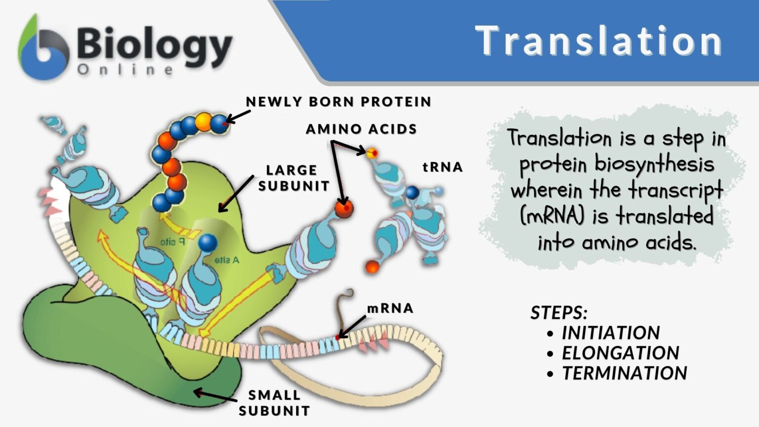 Translation Definition And Examples Biology Online Dictionary