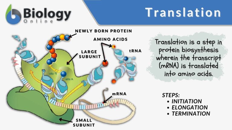 Translation Definition and Examples - Biology Online Dictionary