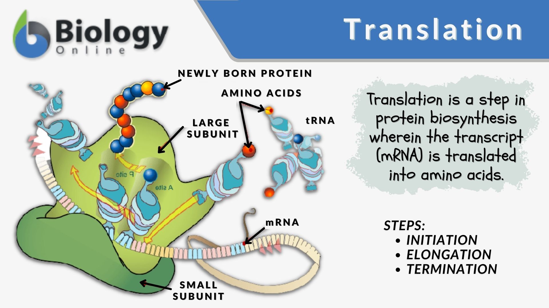 translation biology chart