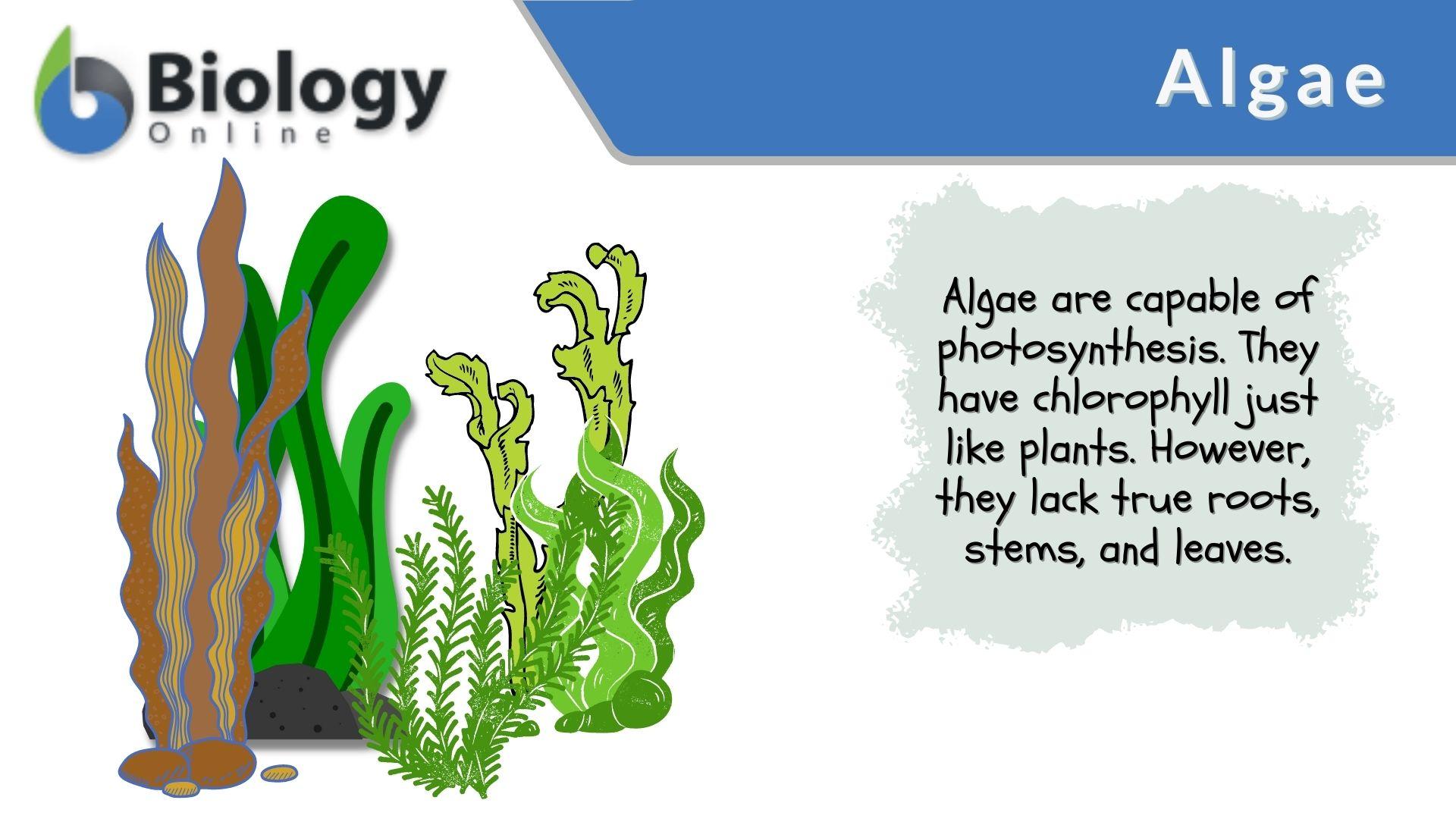 green algae plant