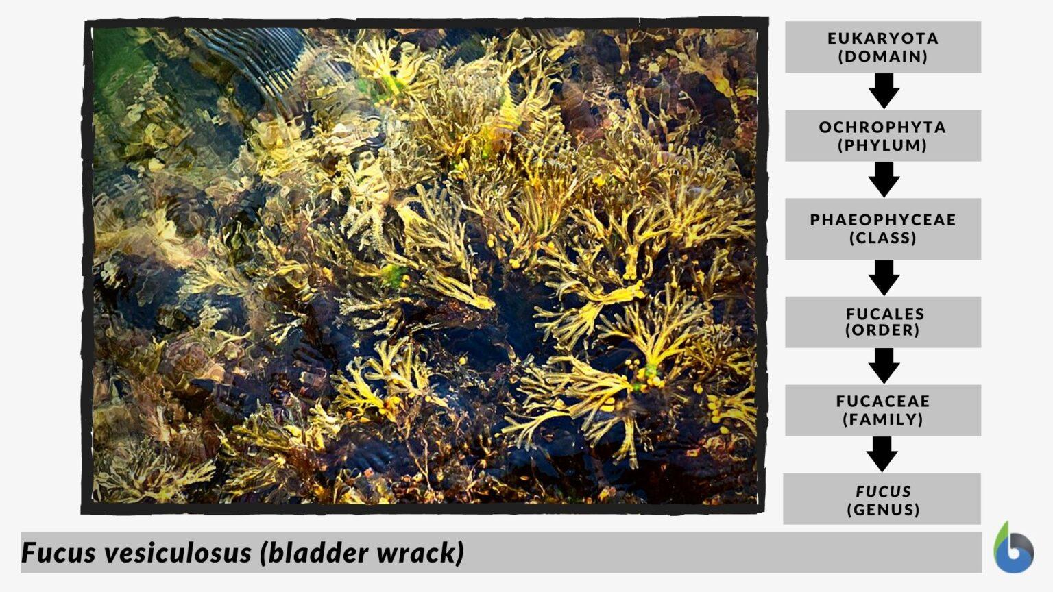 Brown algae - Definition and Examples - Biology Online Dictionary