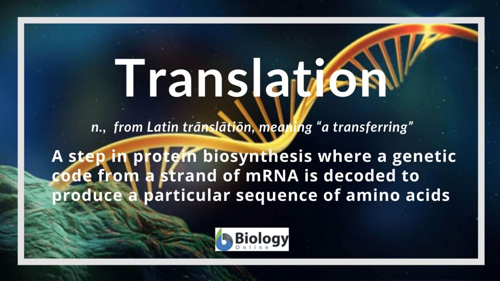 translation-definition-and-examples-biology-online-dictionary