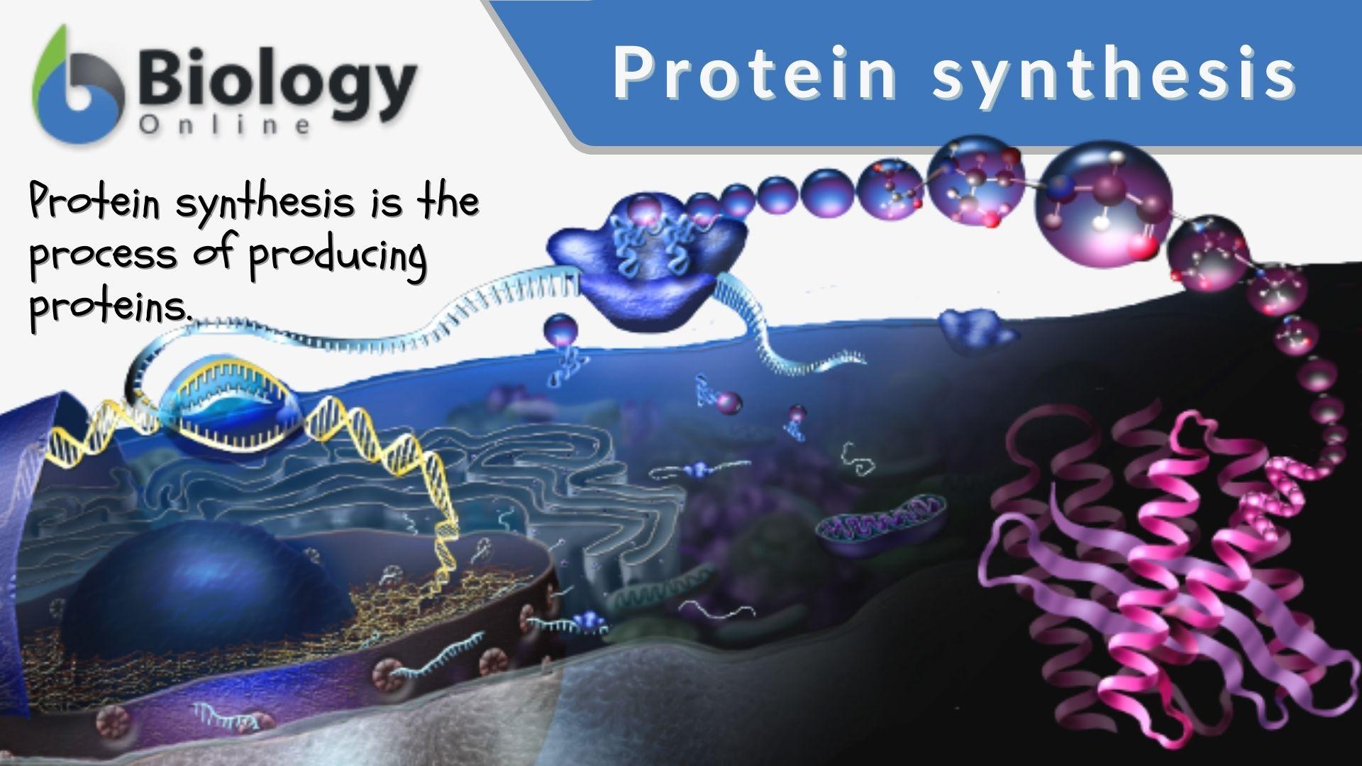 simple protein synthesis animation