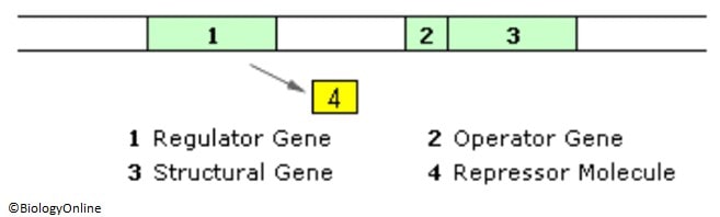 operon hypothesis wikipedia