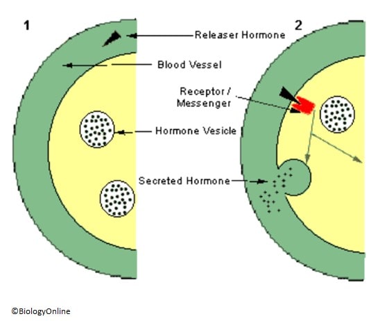 Hormone Production Biology Online Tutorial 7363