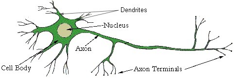 human nerve cell