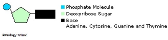 DNA Structure & DNA Replication - Biology Online Tutorial