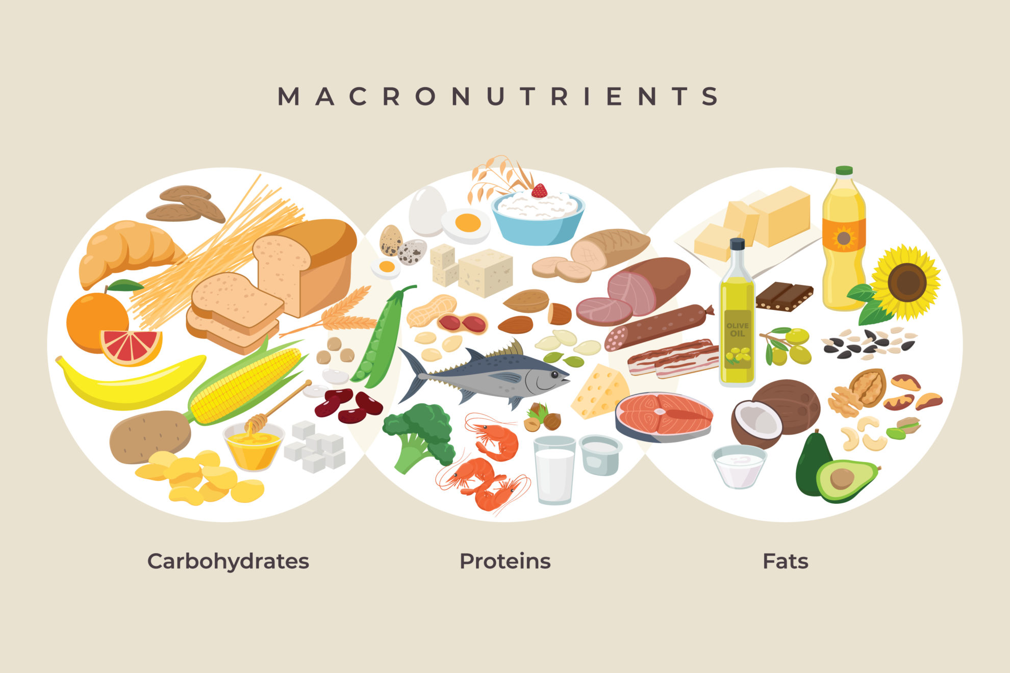 A Balanced Diet Carbohydrates And Fat 