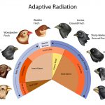 Adaptive trait Definition and Examples - Biology Online Dictionary