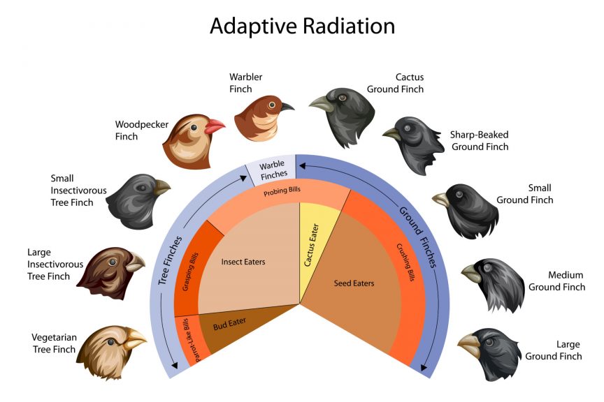 Adaptive Radiation Biology Online Tutorial