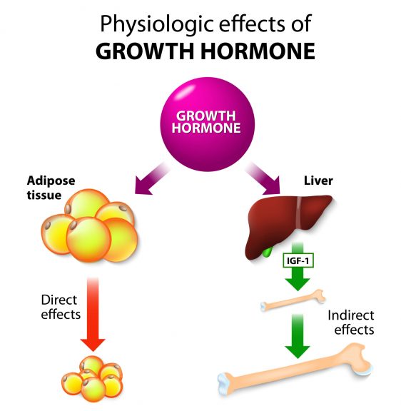 Animal Growth Hormones - Biology Online Tutorial