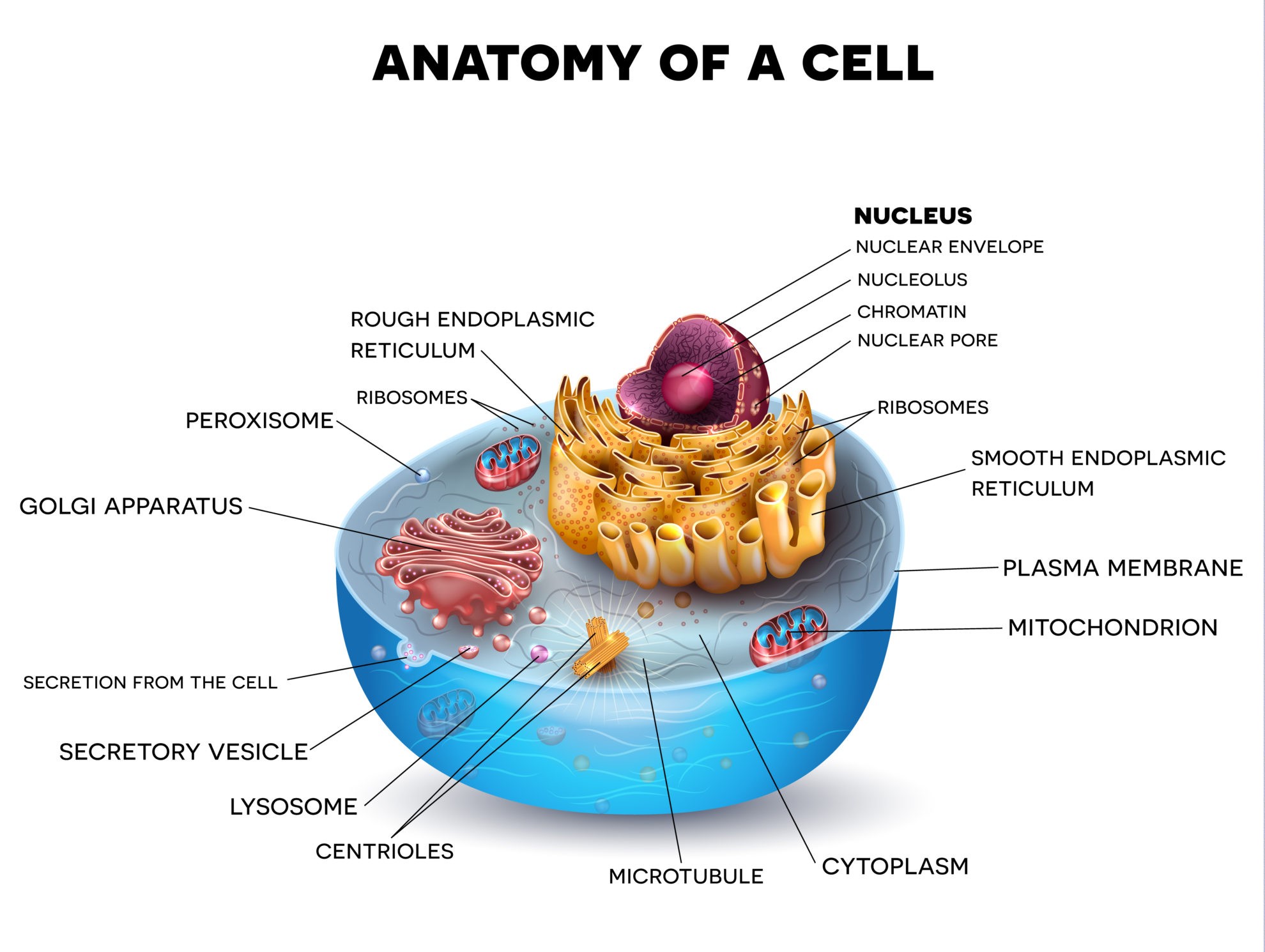 Biological Cell Introduction - Biology Online Tutorial
