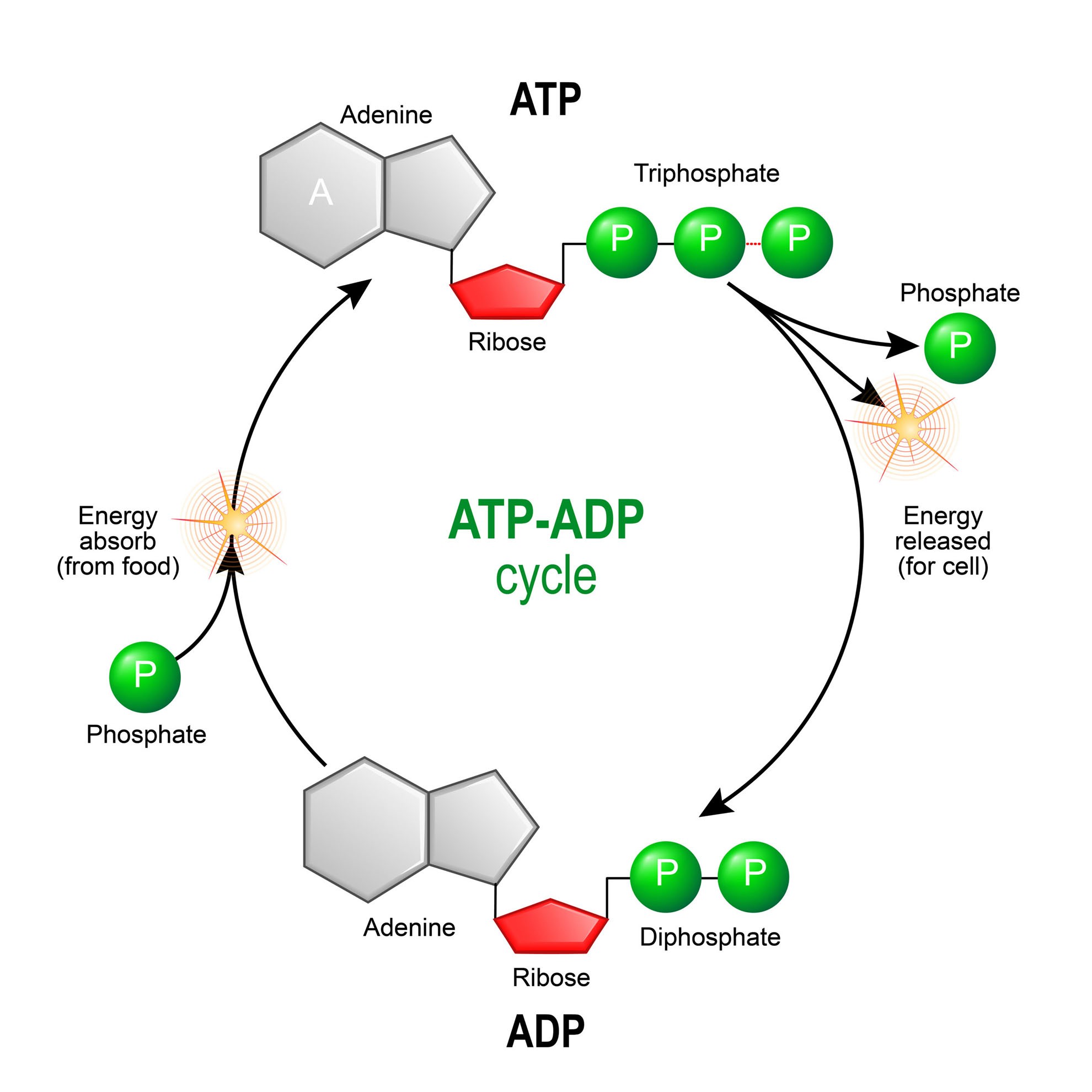 ATP ADP Biological Energy Biology Online Tutorial