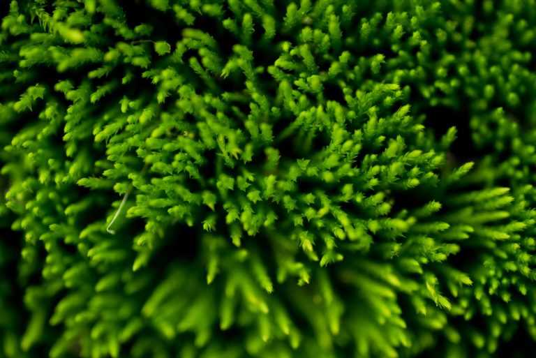 Bryophytes - Biology Online Tutorial