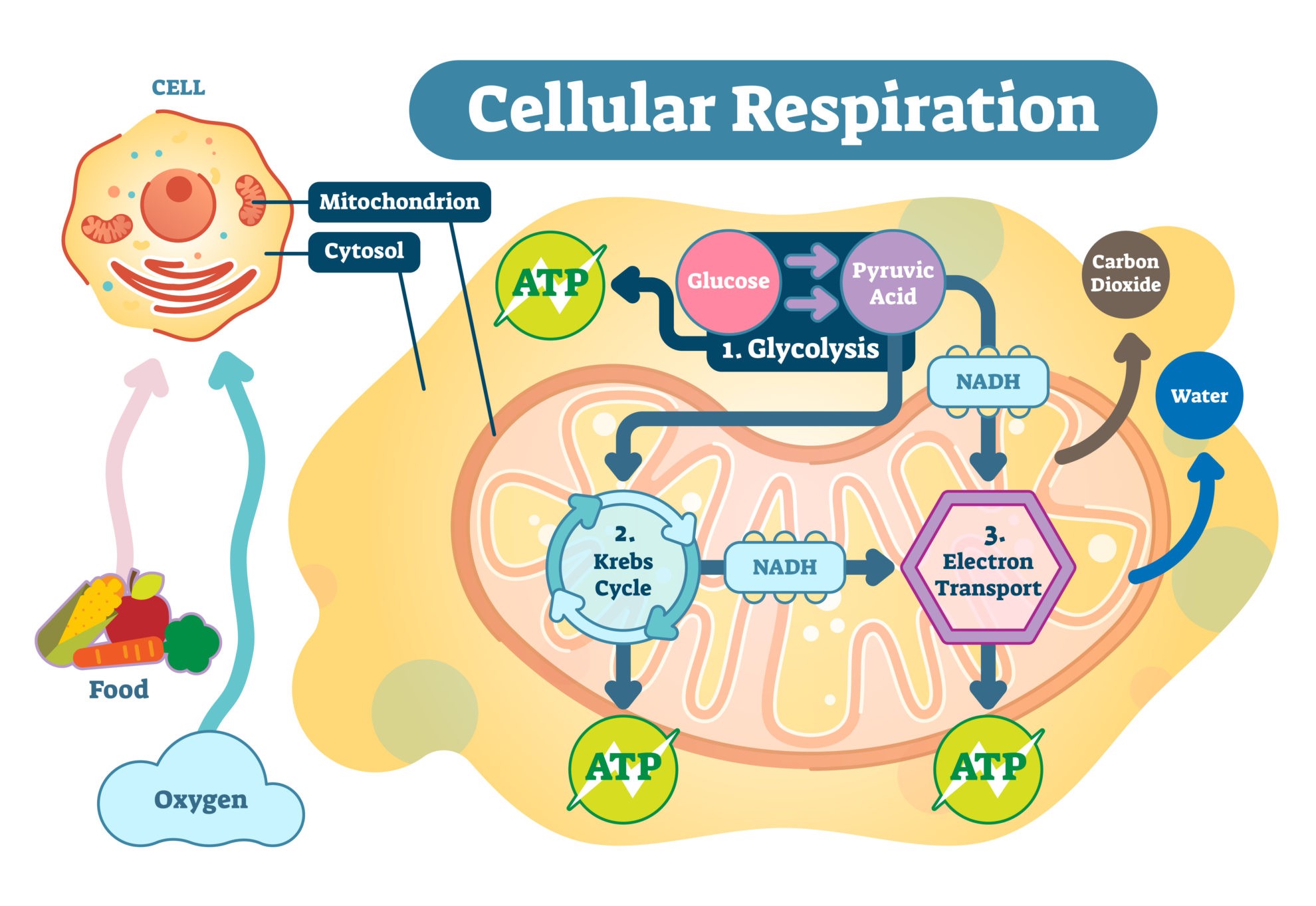 Cell Respiration Biology Online Tutorial