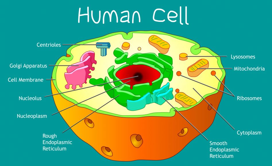 diagrams of cell