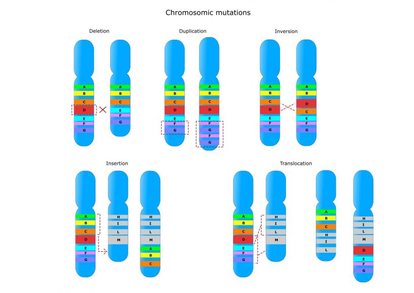 Gene And Chromosome Mutation Worksheet