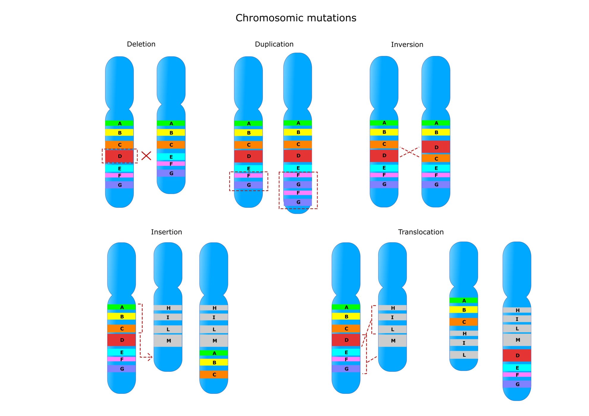 chromosomal mutation examples