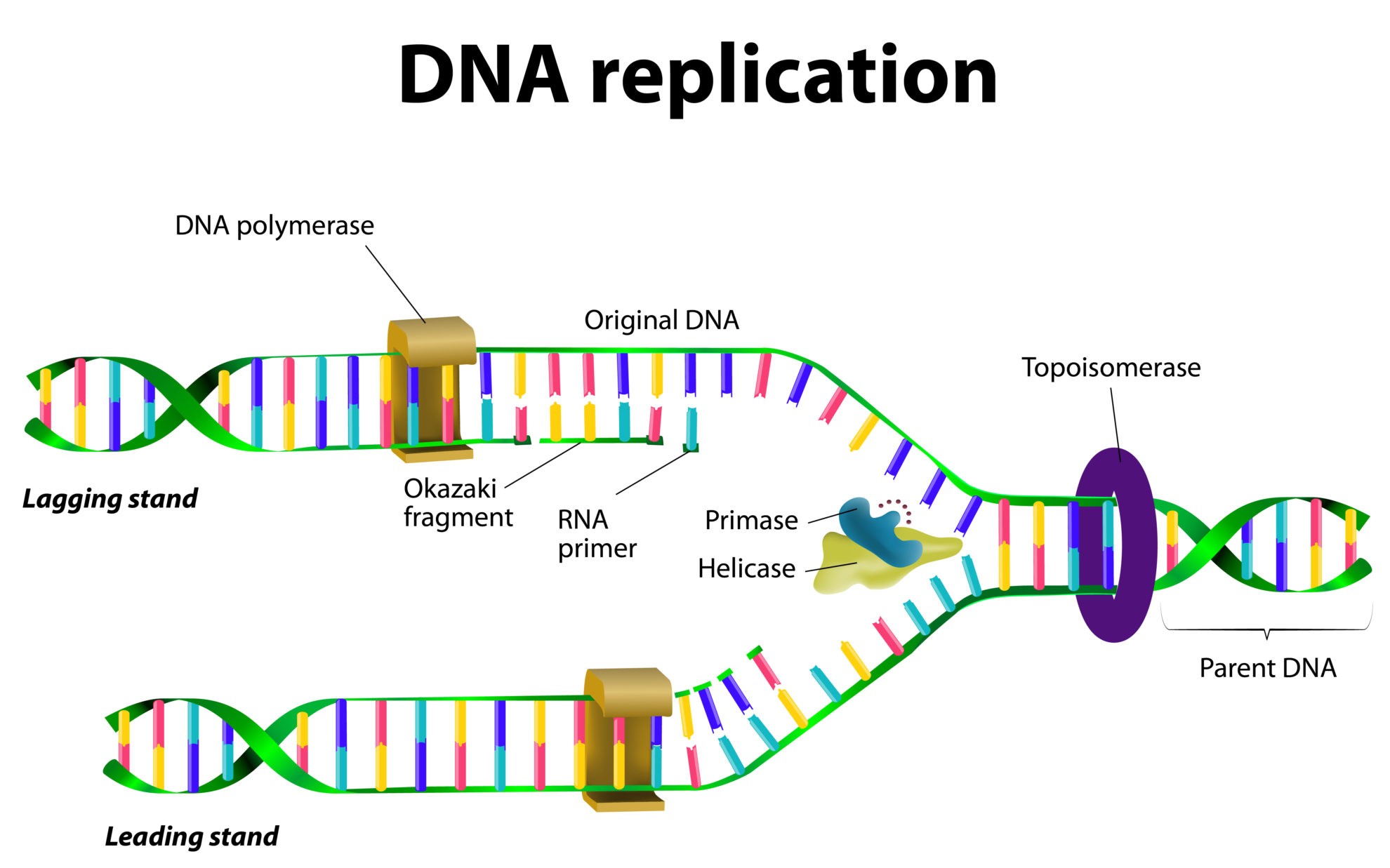 dna replication animation wiley answers