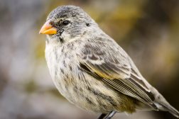 Darwin's Finches - Natural Selection
