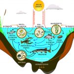 Tertiary consumer Definition and Examples - Biology Online Dictionary