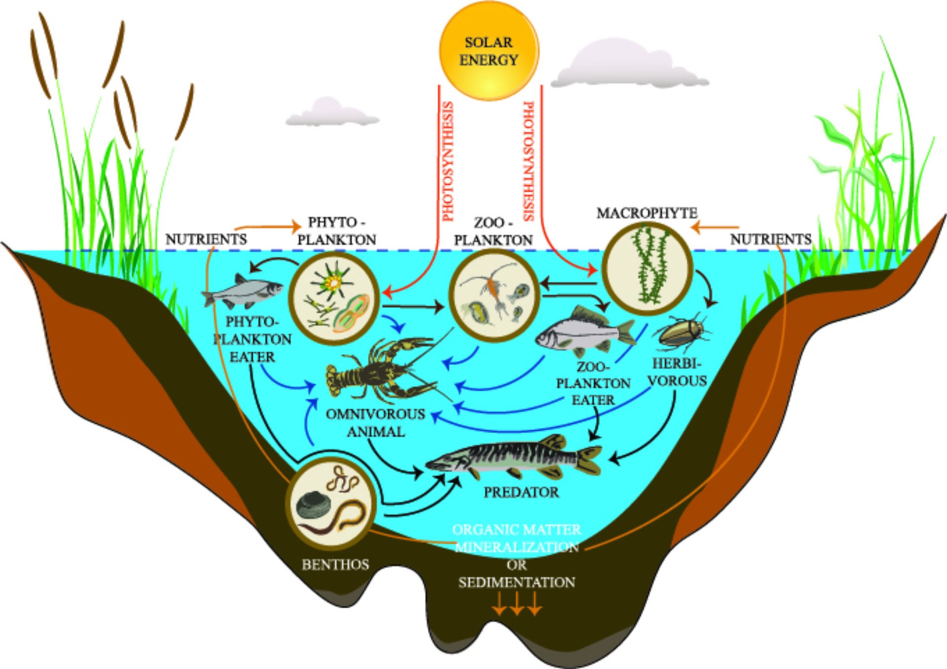 Freshwater Lake Biome Food Web