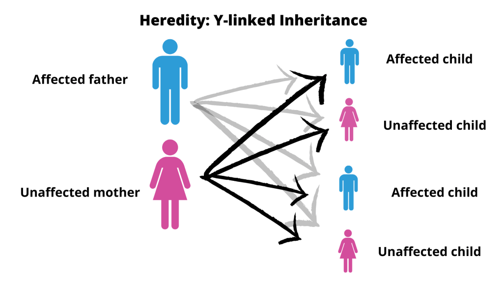 Heredity Definition And Examples Biology Online Dictionary