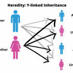 Heredity Definition and Examples - Biology Online Dictionary