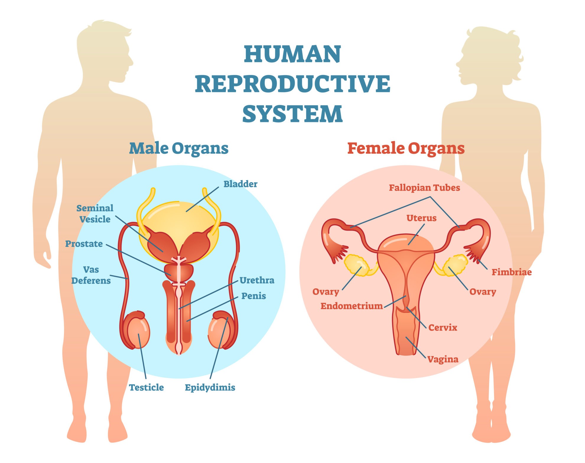 Male and Female Gonads: Testes and Ovaries