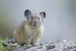 Pikas are an indicator species for climate change