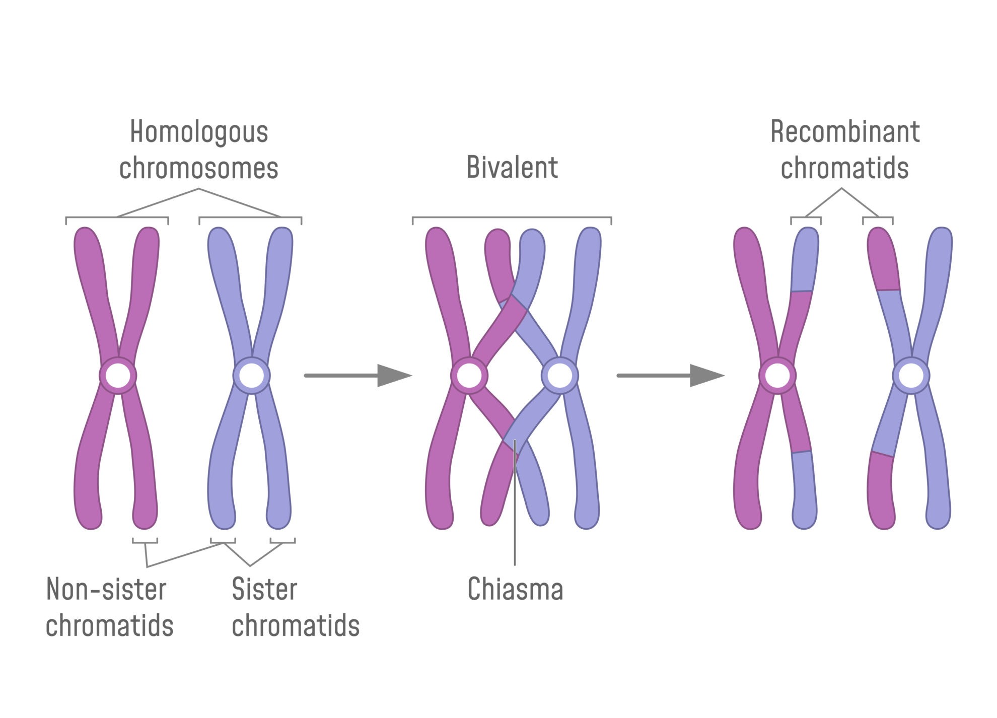 Dominance And Crossing Over Biology Online Tutorial