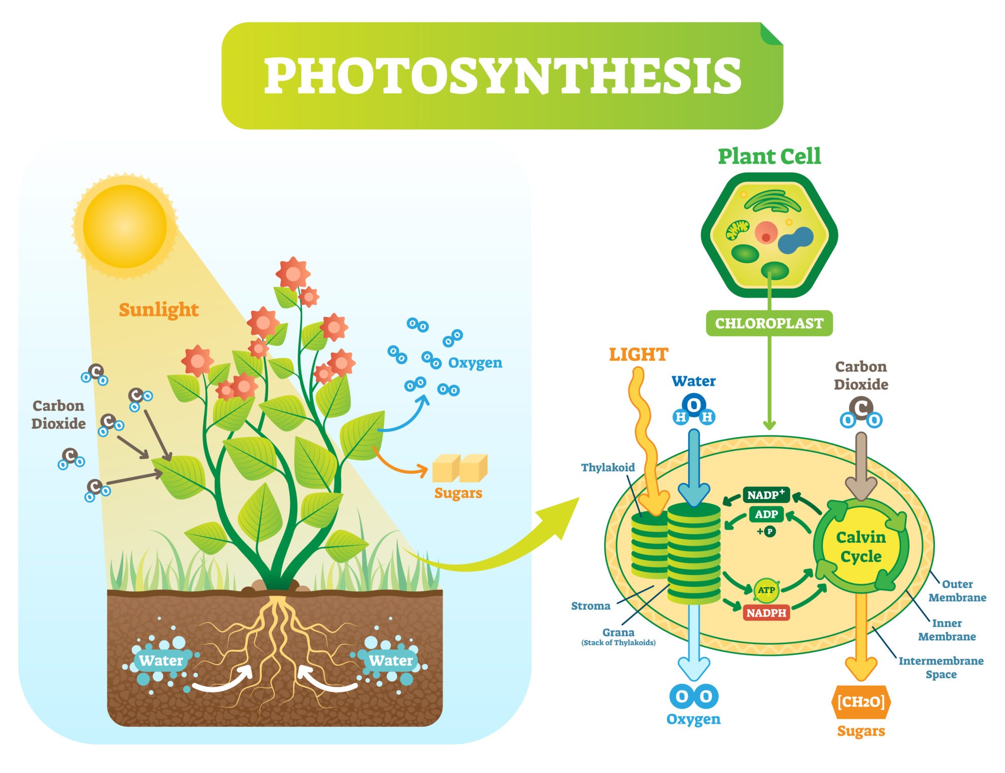 Detailed Photosynthesis Diagram