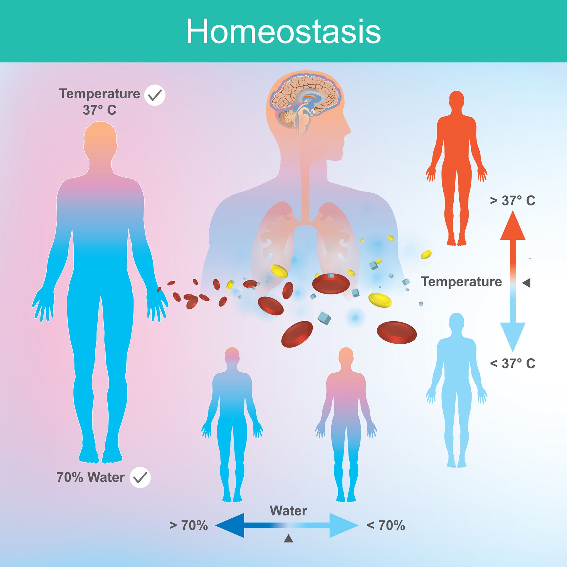 essay about the importance of homeostasis within the human body