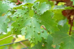 Wart-like leaf galls on grape leaves
