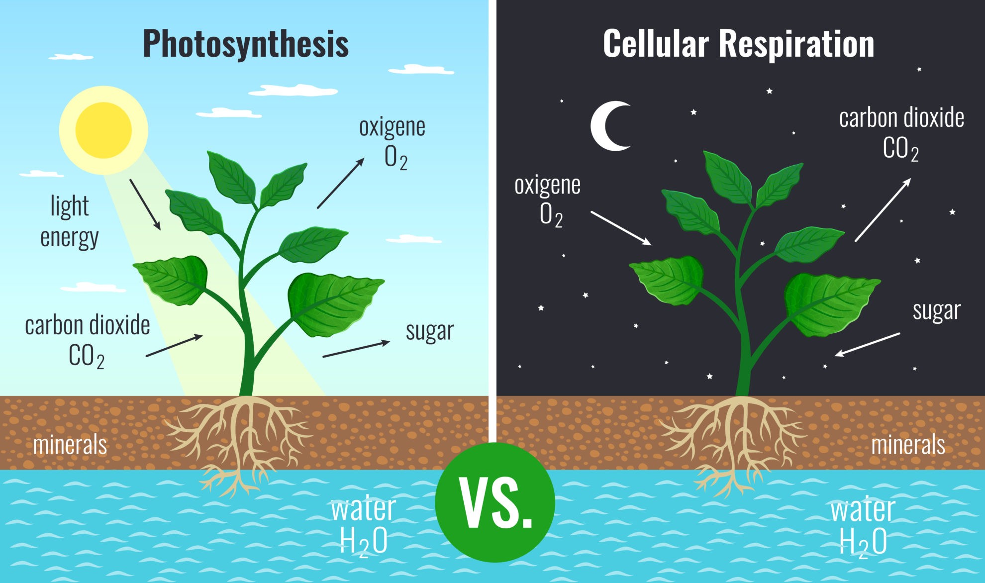 Фотосинтез растений днем и ночью