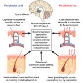 Body temperature regulation by the hypothalamus