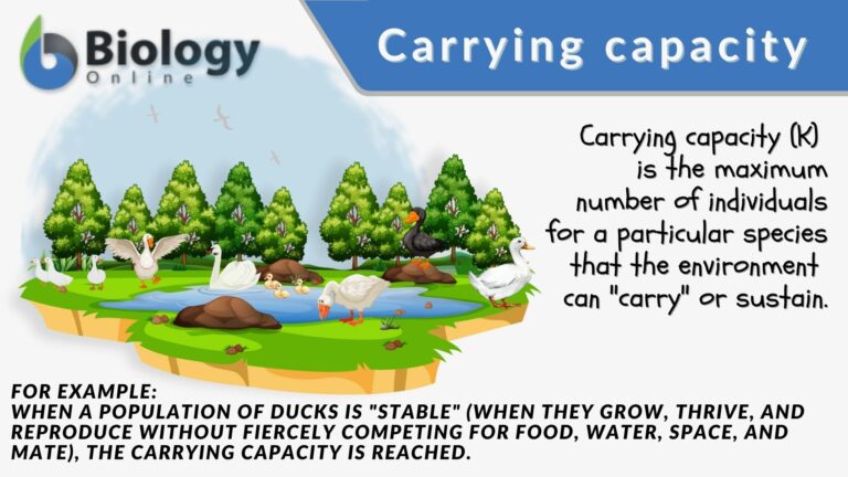 carrying-capacity-definition-and-examples-biology-online-dictionary