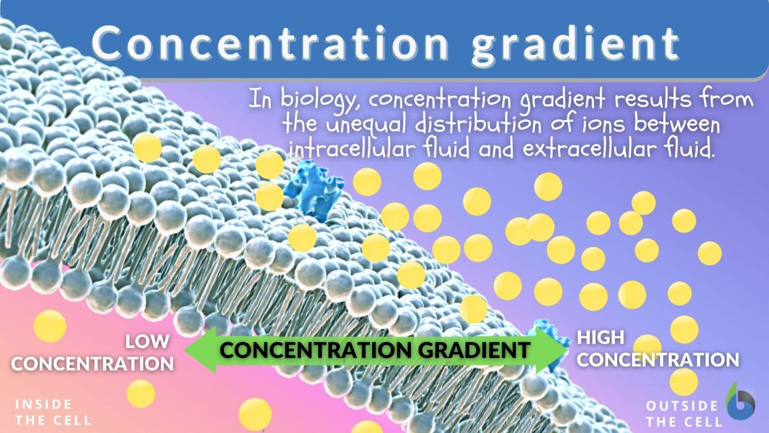 What Is The Concentration Gradient