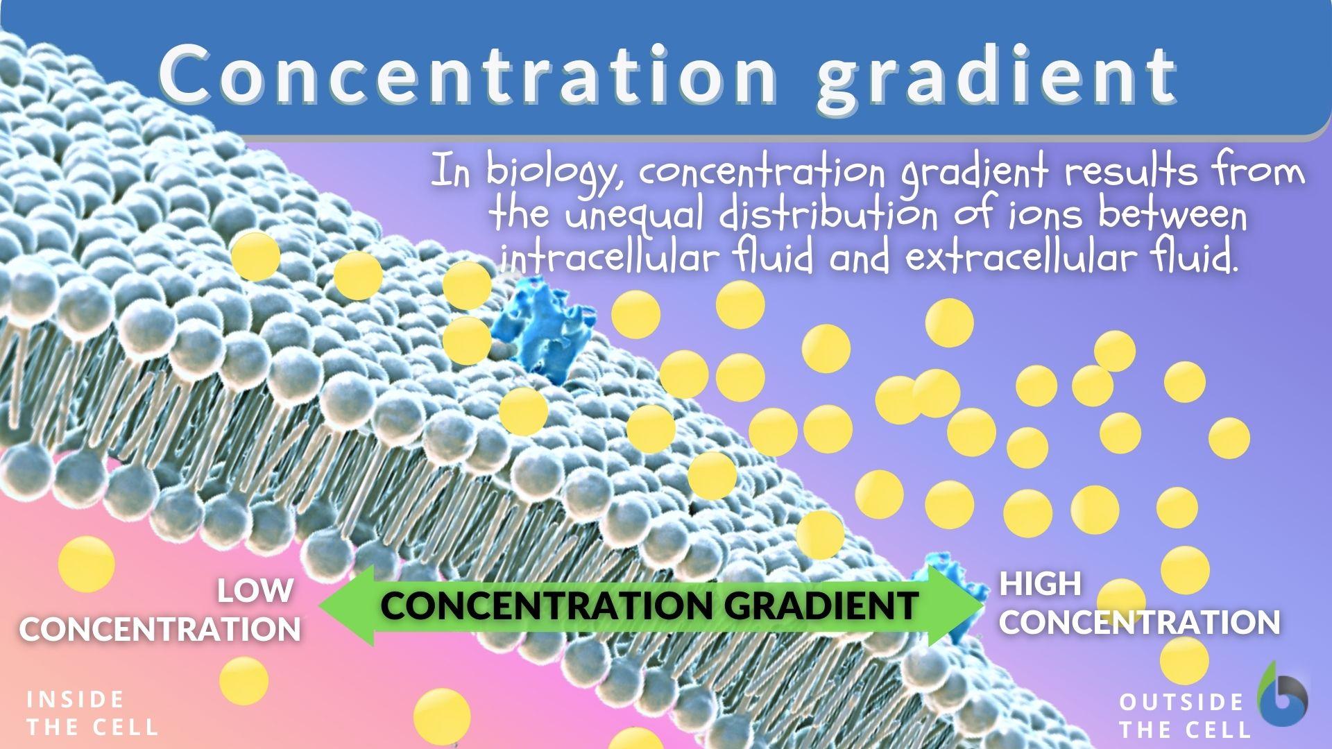 Concentration gradient - Definition and Examples