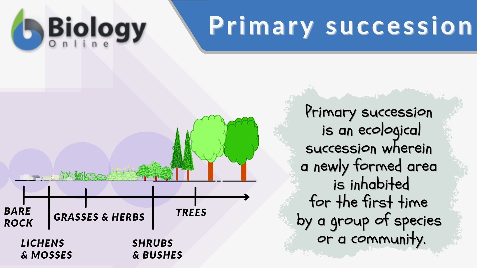 Plant Succession Definition Process Causes Types Botanyyworld Hot Sex 