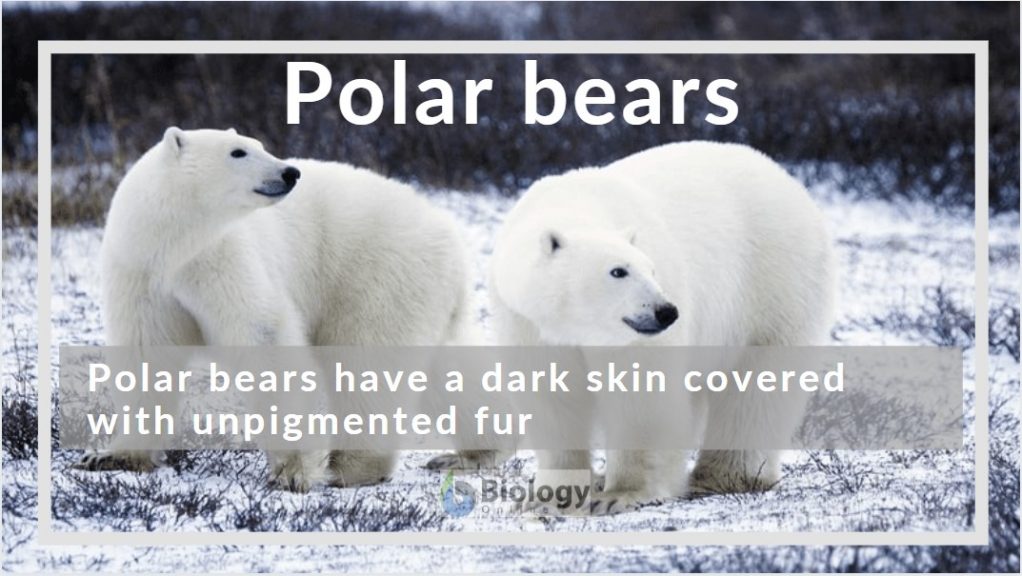 polar bears