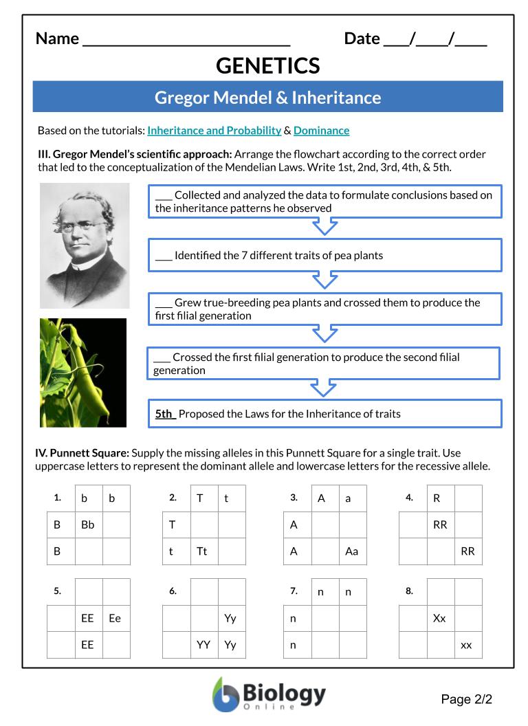 Mendel And Basic Genetics Packet Ws Answers - All About Genetics
