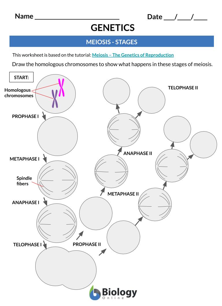 Meiosis – The Genetics of Reproduction - Biology Online Tutorial