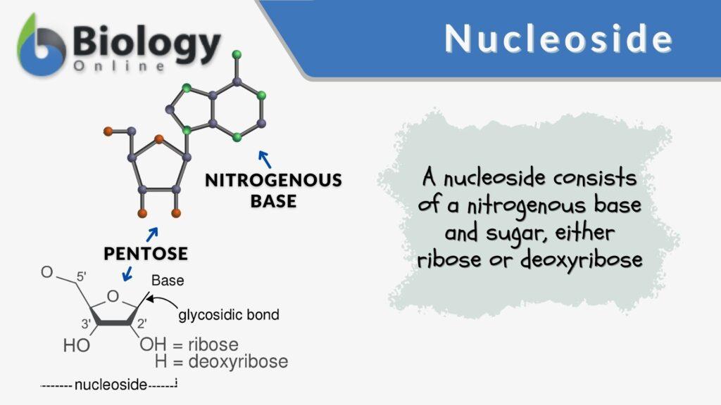 Nucleoside - Definition And Examples - Biology Online Dictionary