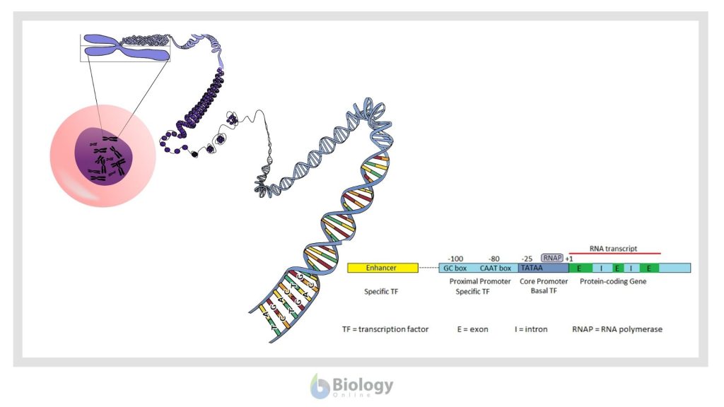 Gene Regulation in Eukaryotes - Biology Online Tutorial