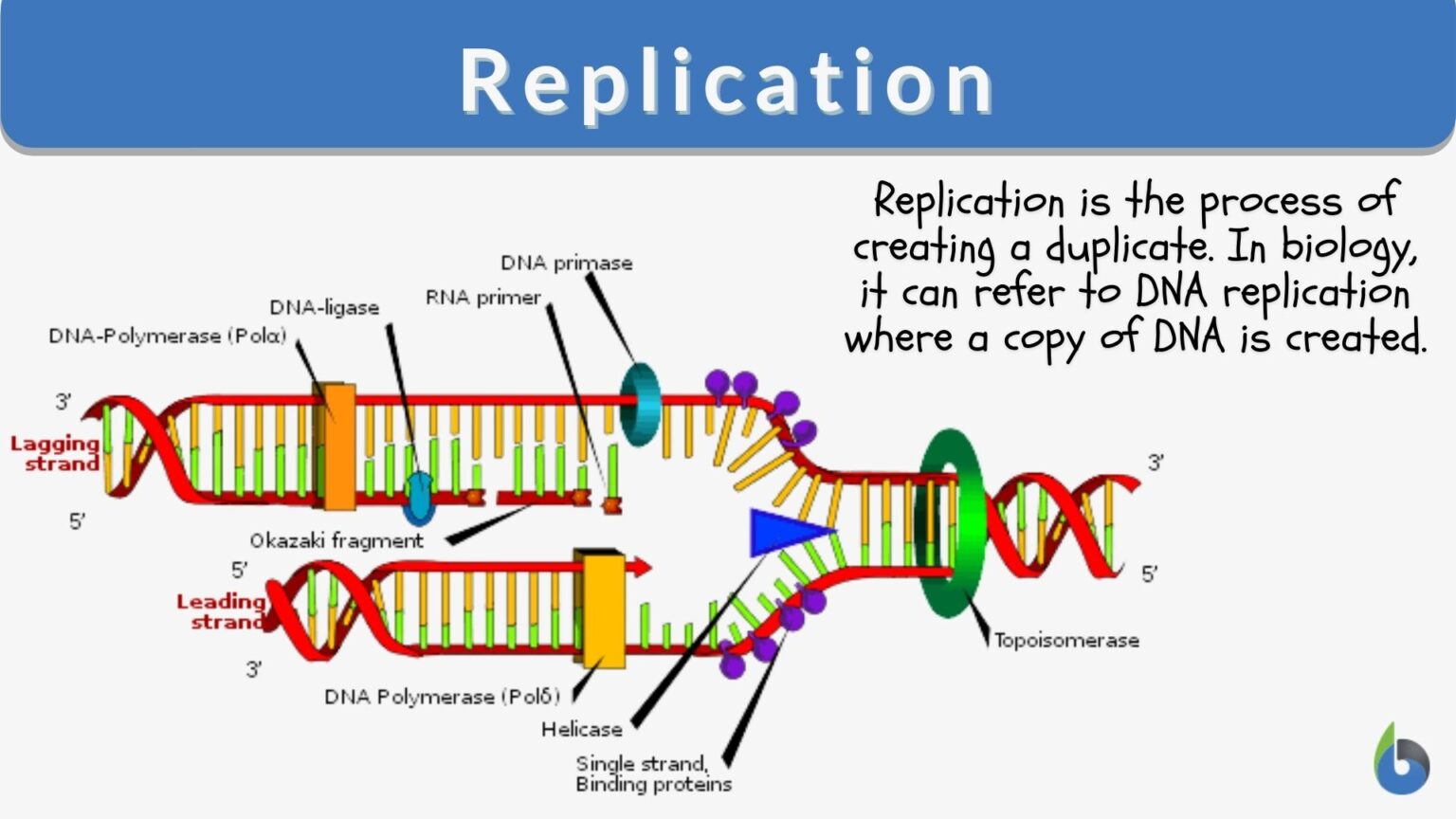 Replication Definition And Examples Biology Online Dictionary