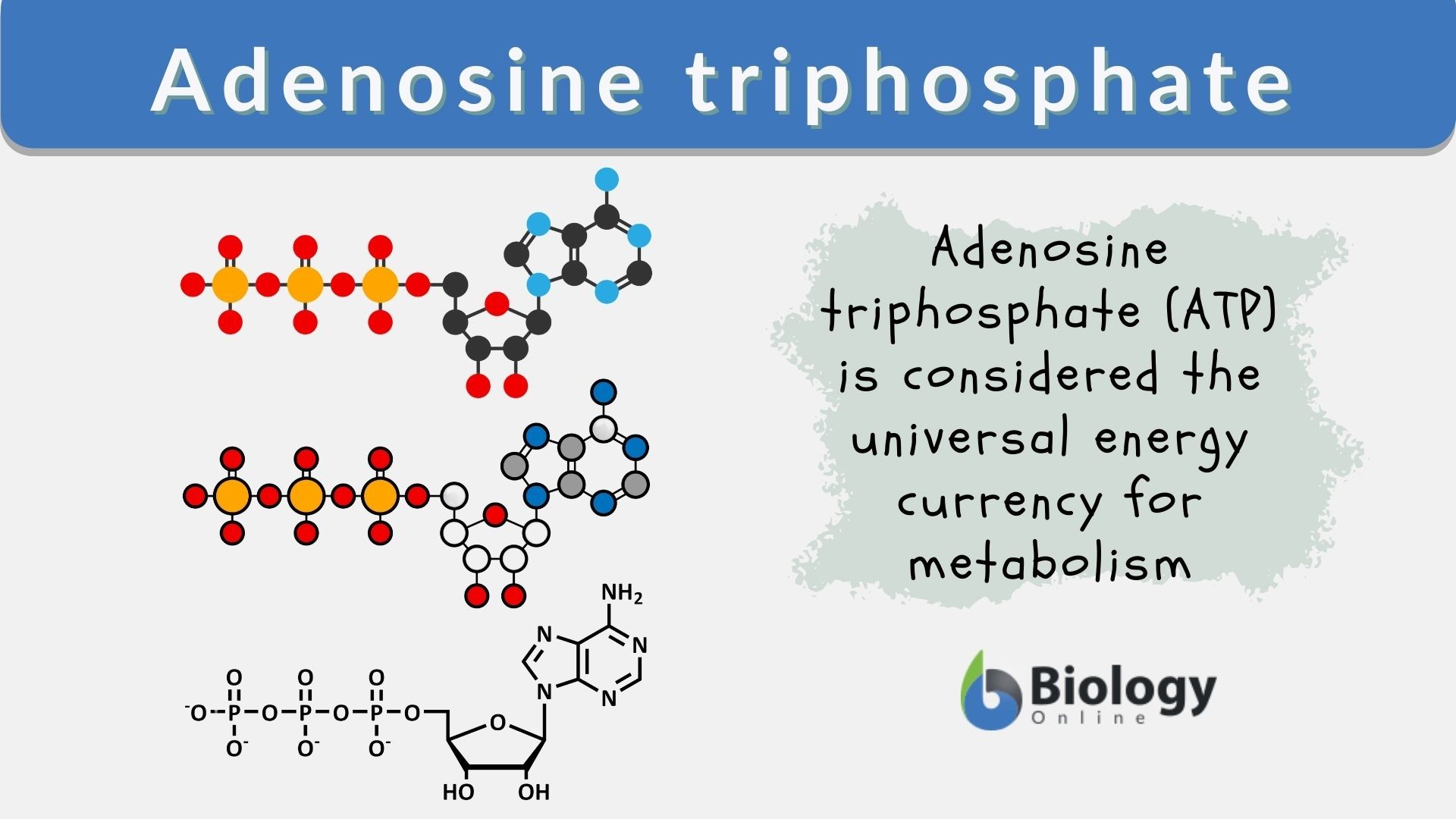 Adenosine Triphosphate Definition And Examples Biology Online 