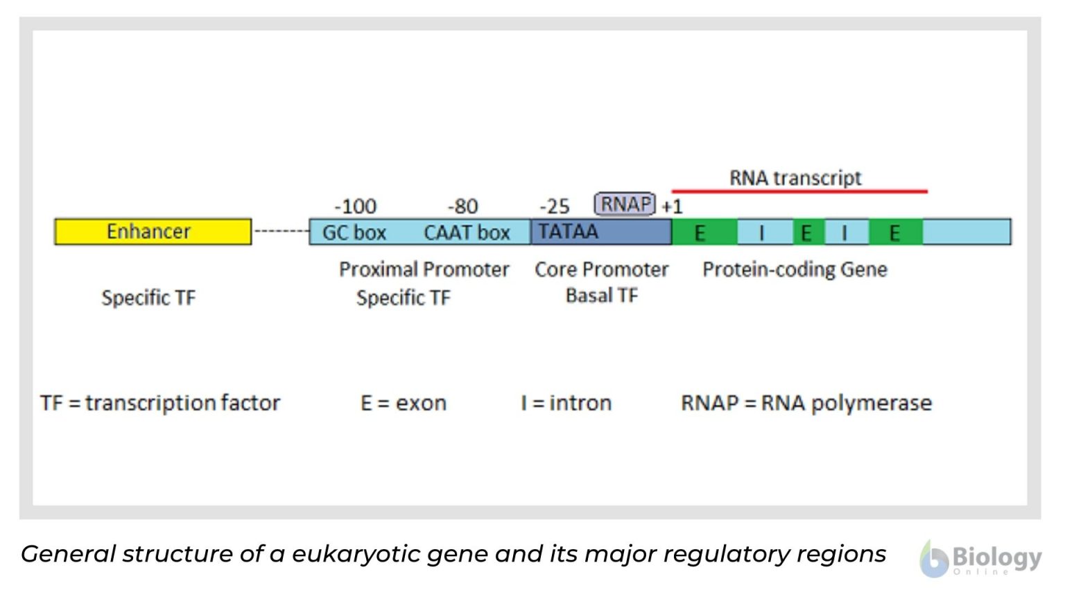 Gene Regulation in Eukaryotes Biology Online Tutorial