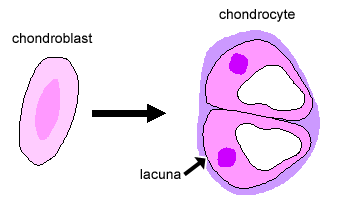 Chondroblast  